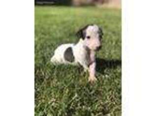 Whippet Puppy for sale in Sherwood, AR, USA