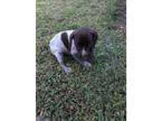 German Shorthaired Pointer Puppy for sale in La Porte, TX, USA