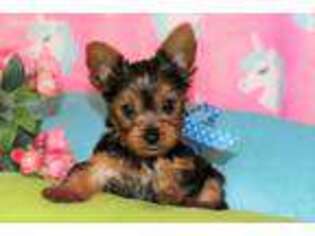 Yorkshire Terrier Puppy for sale in Alexandria, LA, USA