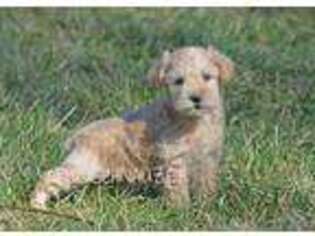Schnoodle (Standard) Puppy for sale in Andale, KS, USA