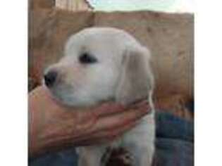 Mutt Puppy for sale in Linden, TN, USA