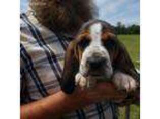 Basset Hound Puppy for sale in Mount Gilead, OH, USA