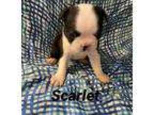 Boston Terrier Puppy for sale in Manchester, NH, USA