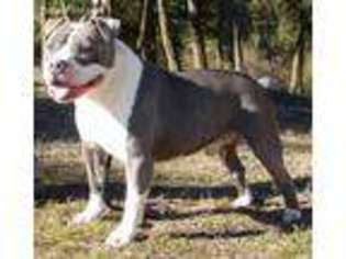 American Staffordshire Terrier Puppy for sale in Kettle Falls, WA, USA