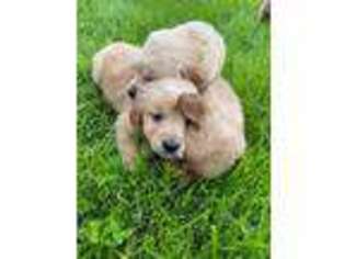 Golden Retriever Puppy for sale in Fox Lake, IL, USA
