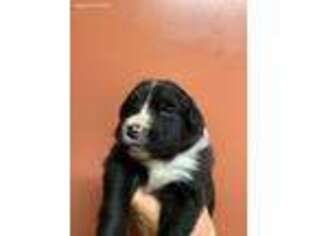 Border Collie Puppy for sale in Oxford, NC, USA