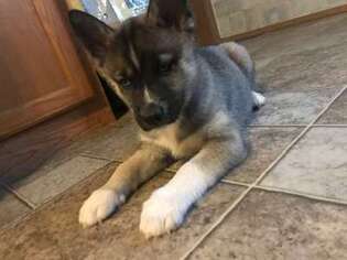 Siberian Husky Puppy for sale in Mayfield, NY, USA
