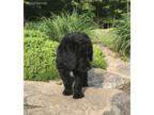 Labradoodle Puppy for sale in New Carlisle, OH, USA