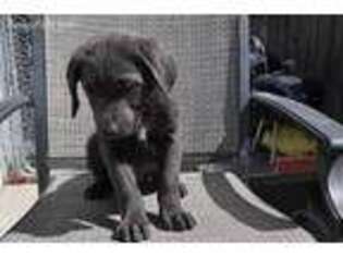 Labrador Retriever Puppy for sale in Trinidad, CO, USA