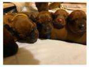 Rhodesian Ridgeback Puppy for sale in BEACON FALLS, CT, USA