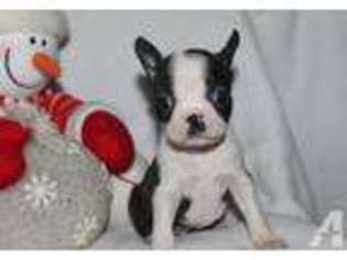 Boston Terrier Puppy for sale in EFFINGHAM, IL, USA