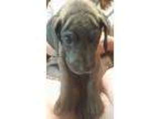 Great Dane Puppy for sale in Colfax, LA, USA