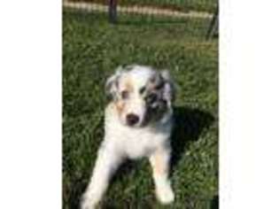 Australian Shepherd Puppy for sale in Archbold, OH, USA