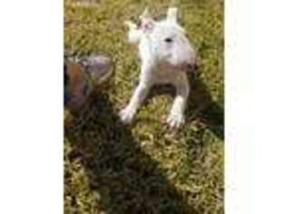 Bull Terrier Puppy for sale in Ontario, CA, USA