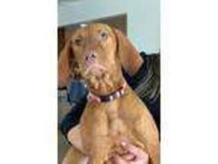 Vizsla Puppy for sale in Goldendale, WA, USA