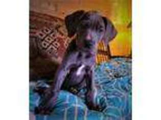 Great Dane Puppy for sale in Newport, WA, USA