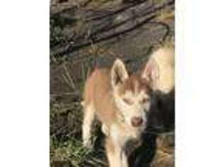 Siberian Husky Puppy for sale in Bondurant, WY, USA