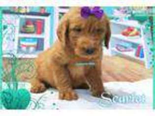 Labradoodle Puppy for sale in Nashville, TN, USA