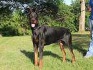 Doberman Pinscher Puppy for sale in Wichita, KS, USA