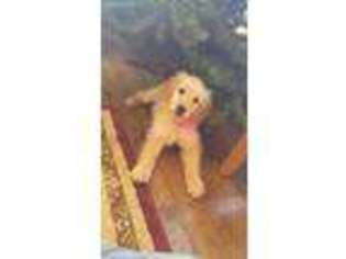 Goldendoodle Puppy for sale in Belle Rive, IL, USA