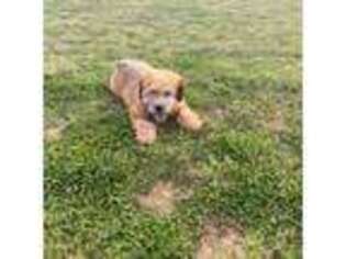 Soft Coated Wheaten Terrier Puppy for sale in Cullman, AL, USA