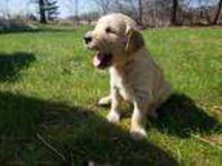 Golden Retriever Puppy for sale in Ripon, WI, USA
