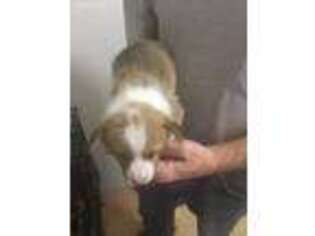 Pembroke Welsh Corgi Puppy for sale in Bushkill, PA, USA