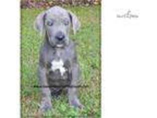 Great Dane Puppy for sale in Athens, GA, USA