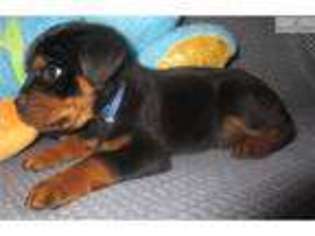 Rottweiler Puppy for sale in Salt Lake City, UT, USA