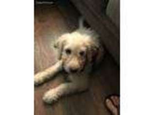 Labradoodle Puppy for sale in Windermere, FL, USA