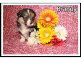 Cardigan Welsh Corgi Puppy for sale in North Canton, OH, USA