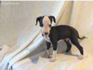 Italian Greyhound Puppy for sale in Las Vegas, NV, USA