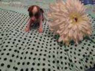Chinese Crested Puppy for sale in Burgaw, NC, USA