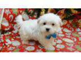 Maltese Puppy for sale in Hulbert, OK, USA
