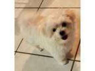 Maltese Puppy for sale in Macomb, MI, USA