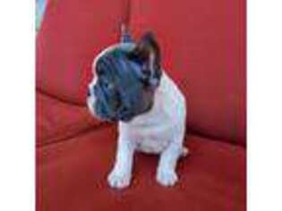 French Bulldog Puppy for sale in Sheridan, OR, USA