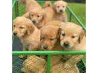 Golden Retriever Puppy for sale in Port Orchard, WA, USA