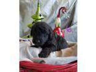 Labradoodle Puppy for sale in Dinwiddie, VA, USA