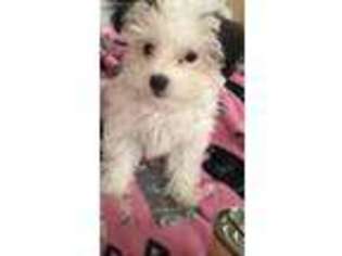Havanese Puppy for sale in Naperville, IL, USA