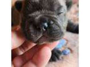 French Bulldog Puppy for sale in Chandler, OK, USA