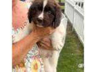 Newfoundland Puppy for sale in Temperance, MI, USA