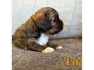 Cavapoo Puppy for sale in Pleasant Hope, MO, USA
