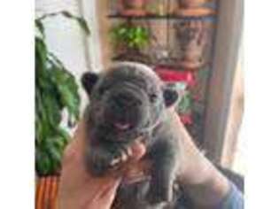 French Bulldog Puppy for sale in Loudon, TN, USA