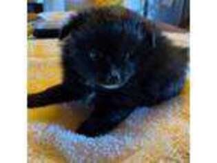 Pomeranian Puppy for sale in Saint Albans, VT, USA
