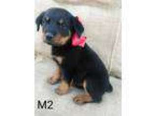 Rottweiler Puppy for sale in Sulphur Springs, TX, USA