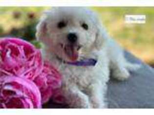 Bichon Frise Puppy for sale in South Bend, IN, USA