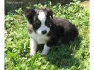 Miniature Australian Shepherd Puppy for sale in Newcomerstown, OH, USA