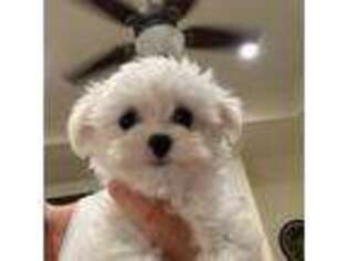 Maltese Puppy for sale in Weatherford, TX, USA