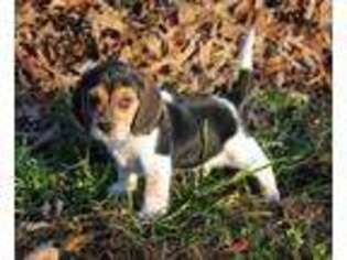 Beagle Puppy for sale in Koshkonong, MO, USA