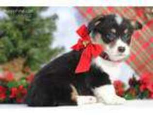 Pembroke Welsh Corgi Puppy for sale in Greens Fork, IN, USA